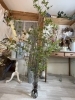 ドウダンツツジ 入荷 宮崎花屋 佐土原花屋 Arpatoaleのニュース まいぷれ 宮崎