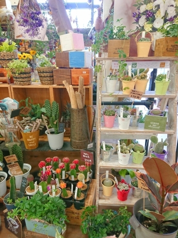 「【はなやHOK皆生店】観葉植物入荷しました！」