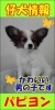 「仔犬情報★パピヨン★」