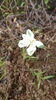 初雪草「初雪草（フィットネス、健康、花）」