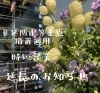 花「まん延防止重点措置延長について」
