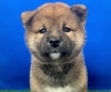 お顔もまんまるの可愛い柴犬くん!「新しいワンちゃん仲間入り(^▽^)/」
