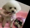 「『愛犬美容&ホテル』

ご予約お待ちしております☆」