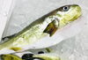 「魚魚市場鮮魚コーナーおすすめは「カナトフグ・バーベキュー3点セット」です♪」