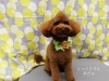 ちょこんとお座り「☆子犬の毛質　成犬の毛質☆【上鳥羽　南区吉祥院　トリミング　ペットサロン　どっぐさろんあきゅ】」
