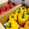 「不定期入荷ではありますが… 岩手県産「パプリカ」の入荷も始まっていまーす♪」