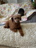 看板犬のぶーちゃんといっしょに‼️「あーちゃん今日はトリミングですね‼️」