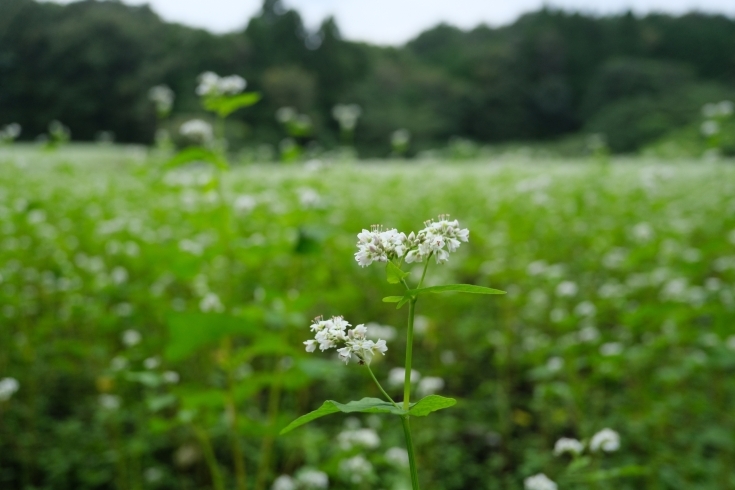 「そばの花が見頃です♪」