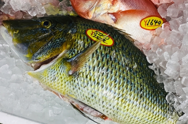 「魚魚市場鮮魚コーナーおすすめは「フエフキダイ・沖アラカブ」です♪」