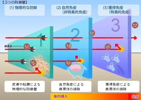 免疫の３つの壁「免疫の３つの壁」