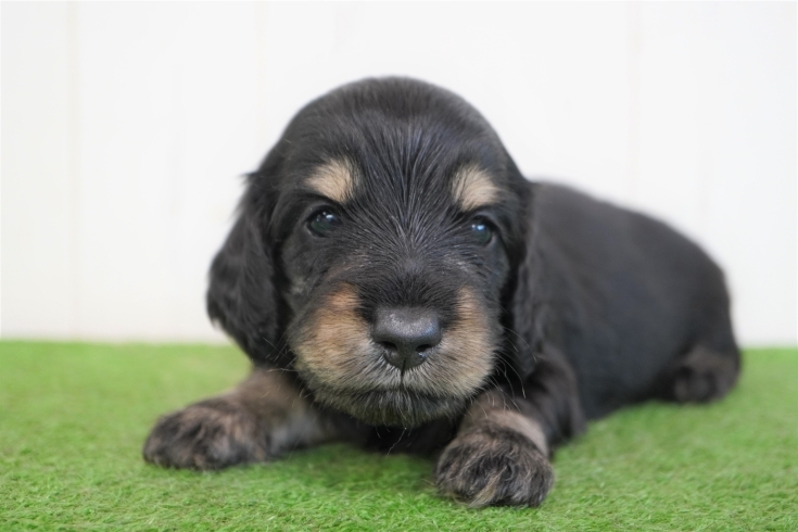 「ミニチュアダックス子犬情報」