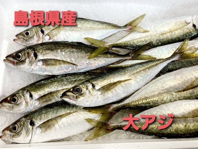 「○本日のお刺身○【島根県産】大アジ、ソウダガツオ」