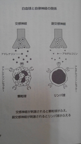 「☆自律神経④☆脳～脊髄周辺の神経中枢部をほぐし温める押揉温熱整体の威力！【市川市本八幡駅から徒歩すぐの整体院】」