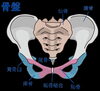 骨盤を前から見た図「夜中トイレに起きてしまうなら仙骨を温めて⭐︎女性専門⭐︎温熱療法⭐︎整体⭐︎マレー式産後ケア⭐︎船橋⭐︎西船橋⭐︎出張温熱整体namiko」