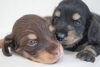 「ミニチュアダックス子犬情報」