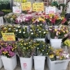 「敬老の日、秋のお彼岸　　お花の用意出来てます☺️」