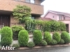 「けやき坂で大雨の中、剪定をしました！」