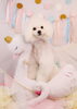 Happy　birthday　ペチくん「Anniversary photo　(^O^)／」