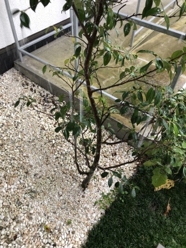 「台風の影響で雨が強く降っております」