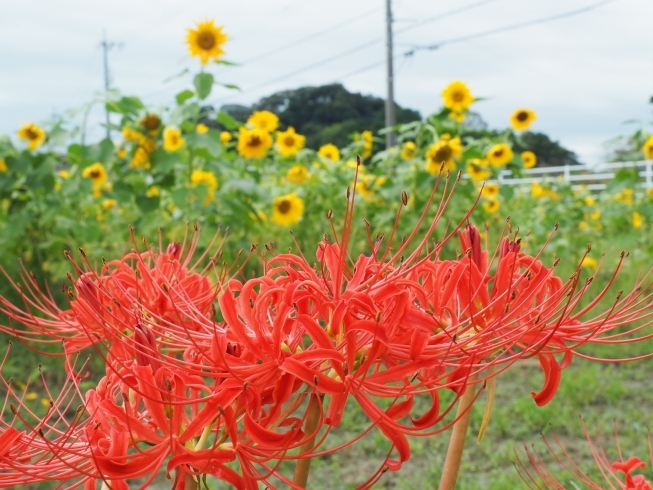 「夏と秋【静岡県浜松市のグルメ・ショップ・レジャー・イベント・観光情報をお届け】」