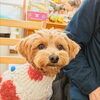 たたみちゃん「今日のお友達」