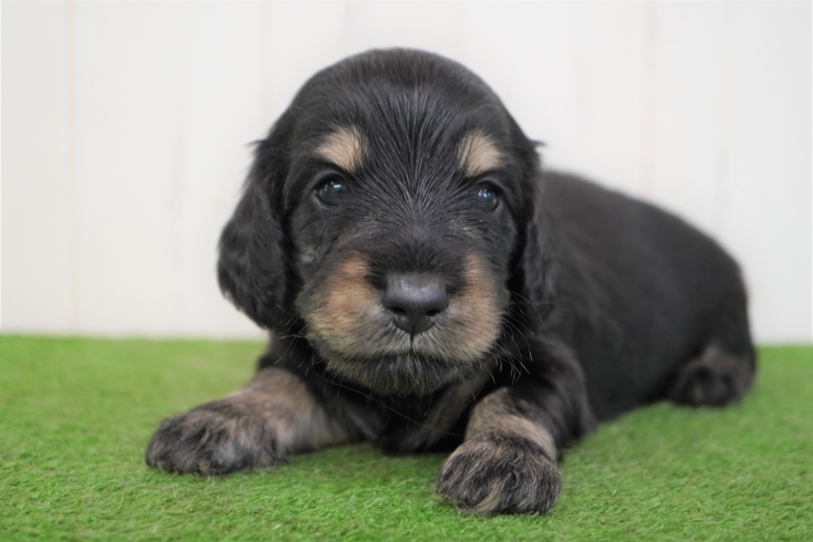 「ミニチュアダックス子犬情報」