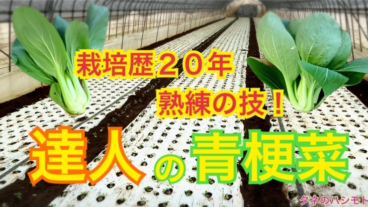 「チンゲン菜の栽培　種まき・定植・灌水・病害虫対策・収穫　タネのハシモト」
