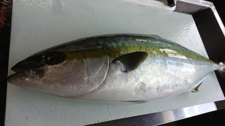 「○本日のお刺身○【島根県産】天然マルゴ、アオリイカ」