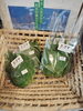 エゴマもあるんです。「酵素の王様　再入荷。10/9 10/10 ２日間限定　ちまたの野菜の値段も上がっている今だからこそ！八王子産野菜3点購入ごとに30円引き　２日間限定開催！　八王子産野菜　802SKYSHOP 八王子」