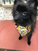目がぱっちり(^ ^)「今日のわんちゃん☆（西京区トリミングサロン・ペットホテル・訓練）」