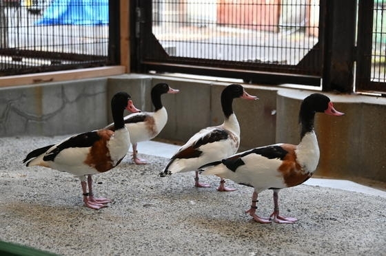 「動物の搬出入について」