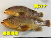 「○本日のお刺身○【島根県産】黄カナ、キツネカツオ」