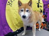 頑張りました「☆寝転んだままでもOK☆【上鳥羽　南区吉祥院　トリミング　ペットサロン　どっぐさろんあきゅ】」