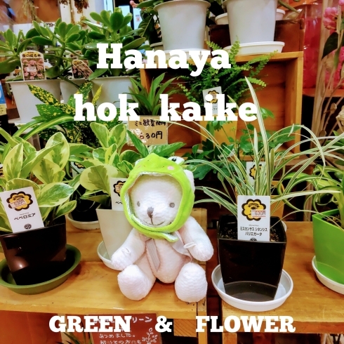 「『はなやホック皆生店』観葉植物&花苗」