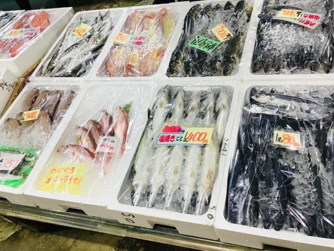 「魚魚市場鮮魚コーナーおすすめは「岩カキ」です♪( ´θ｀)」