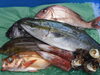 「橘商店魚の定期配送始めました」