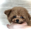 ぱぱ＆まま募集の「はれちゃん」(^-^)「ぱぱ＆まま募集中　（＾ν＾）」