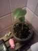 「また土いじりをしたくなる」