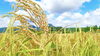「10月2日(土)太陽の光が散々輝いてます。頭痛予報　鳥取氣功院メタトロン 鳥取　米子　鳥取氣功院」