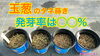 「【発芽の良し悪しが判明】玉ねぎの種まき　タネのハシモト」