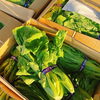 「岩手県産　「芭蕉菜」」