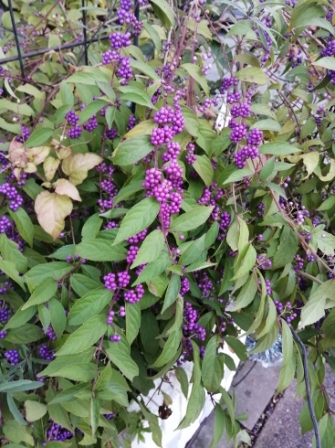 紫式部の花が庭で今満開です「紫式部花が咲きました!今週はこのお花がお待ちしてます【磯子区・浜・理毛・美容院・ツヤツヤ髪】」