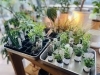 お水につけておくだけで簡単♪「植物初心者でもOK！観葉植物の事ならglowlab(グロウラボ)さんへ♪」