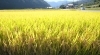 「編集部スタッフが見つけた秋。」