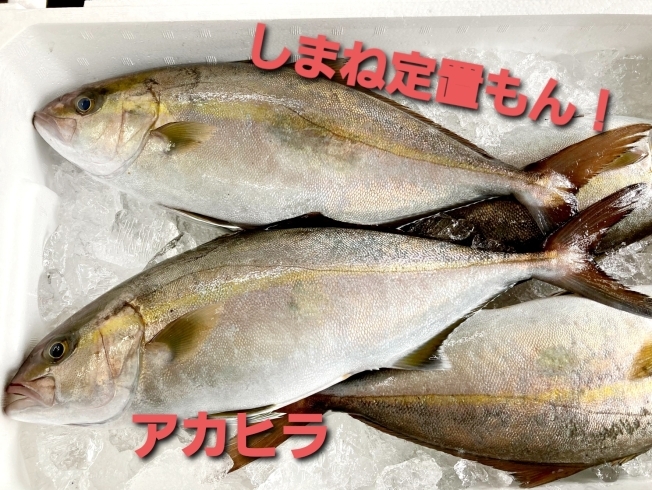 本日のお刺身 しまね定置もん アカヒラ 島根県産 レンコダイ 寺津屋 仕出し 会席料理のニュース まいぷれ 松江