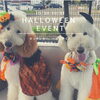 ワンちゃんのコスプレ大歓迎「Dogrun KEN＋ハロウィンイベントのご案内」