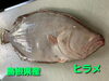 「○本日のお刺身○【島根県産】ヒラメ、大アジ」