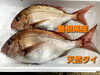「○本日のお刺身○【島根県産】天然タイ、アカヒラ」