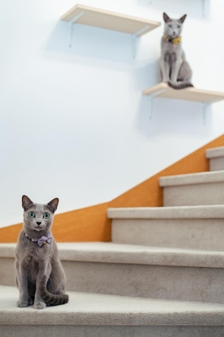 猫さんたちの仕掛けもいっぱい「人にも猫にも快適なおうちを目指して」