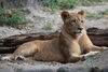 「ライオンのイオが旭山動物園へ引っ越します。」